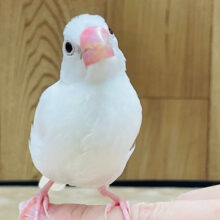 【最新画像・動画更新🪄カゴデビューしました⭐︎】まっしろふわふわまん丸フォルムが可愛すぎ♡白文鳥　ヒナ