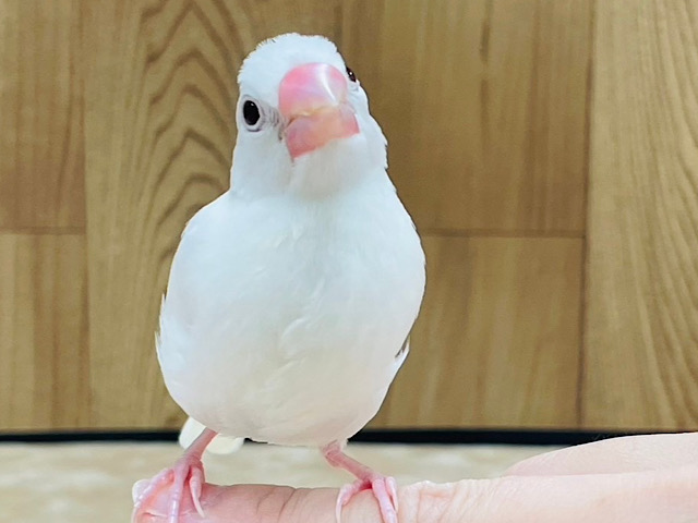 【最新画像更新🪄】まっしろふわふわまん丸フォルムが可愛すぎ♡白文鳥　ヒナ