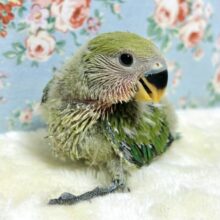 コザクラインコ  ノーマル  ヒナ 🍀❁。.*･ﾟ