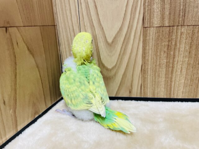 セキセイインコ