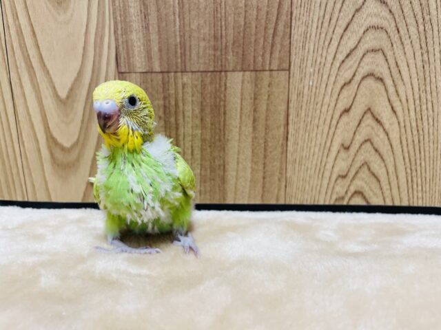 セキセイインコ