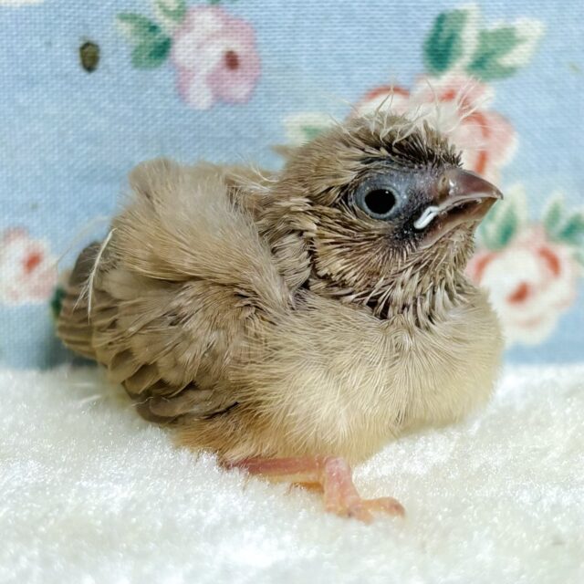 錦花鳥（キンカチョウ）