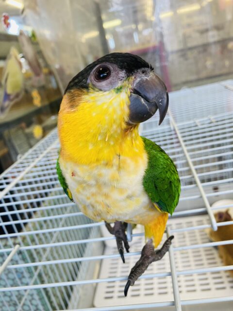 ズグロシロハラインコ