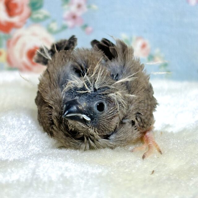 錦花鳥（キンカチョウ）