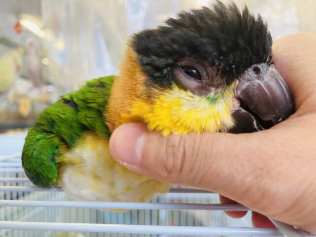 ズグロシロハラインコ