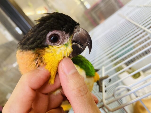 ズグロシロハラインコ