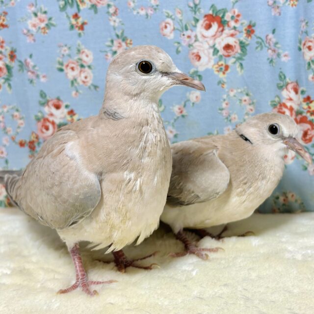 ジュズカケバト 2羽 ハトちゃん来てくれました〜🕊🕊🍀.∘