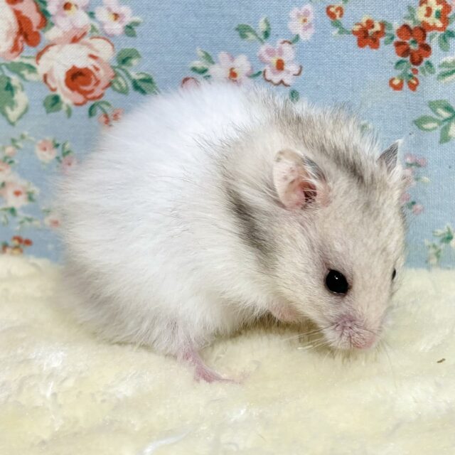 ゴールデンハムスター