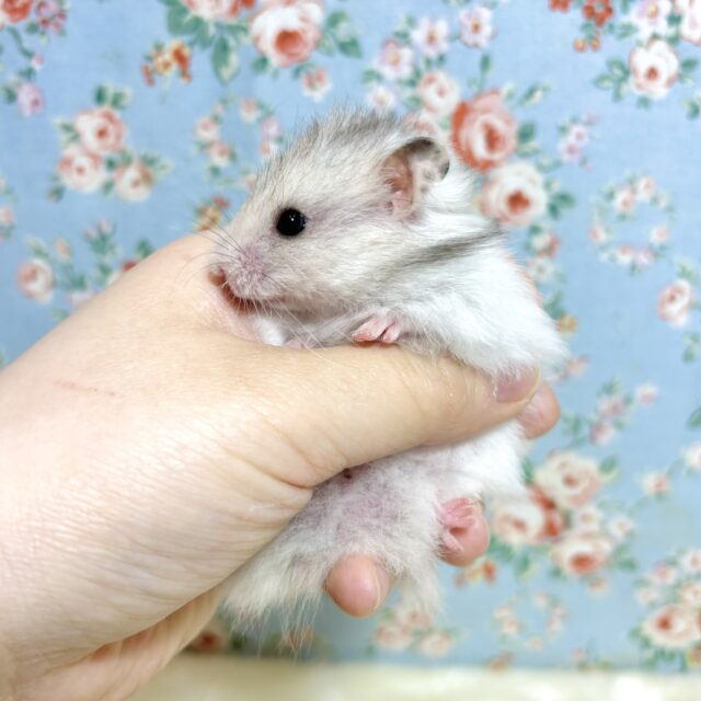 ゴールデンハムスター