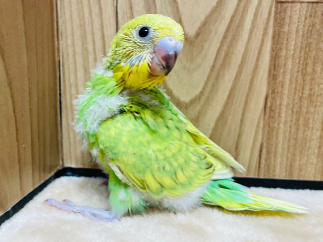 ベビーフェイスの妖精さん🧚セキセイインコ（スパングル）