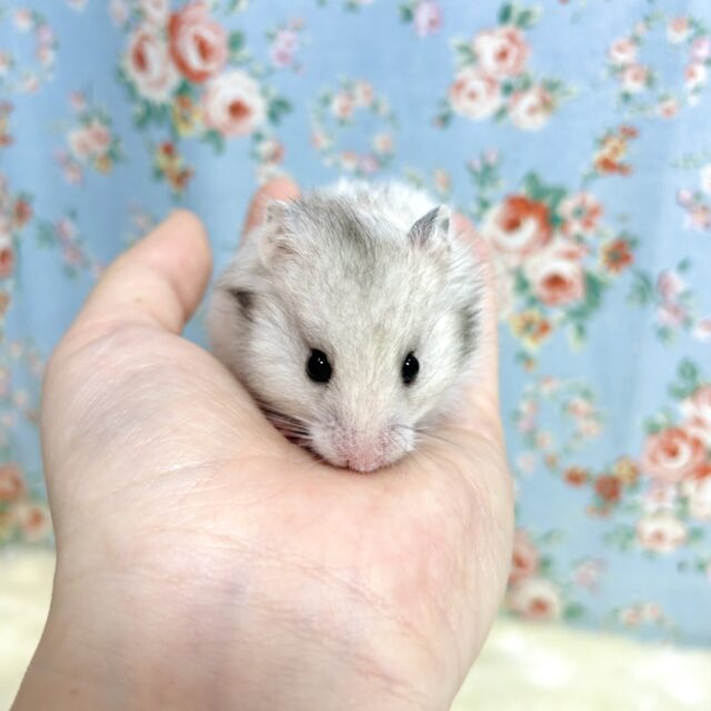 ゴールデンハムスター