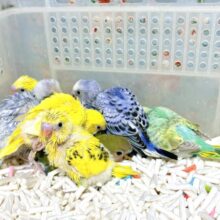 セキセイインコひなちゃんずたくさん来てくれました〜🪶✨.ﾟ･*