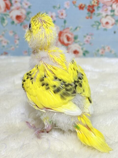 セキセイインコ