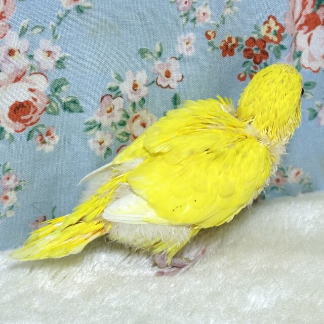 セキセイインコひなちゃんずたくさん来てくれました〜🪶✨.゚・* セキセイインコ