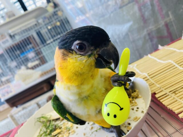 ズグロシロハラインコ