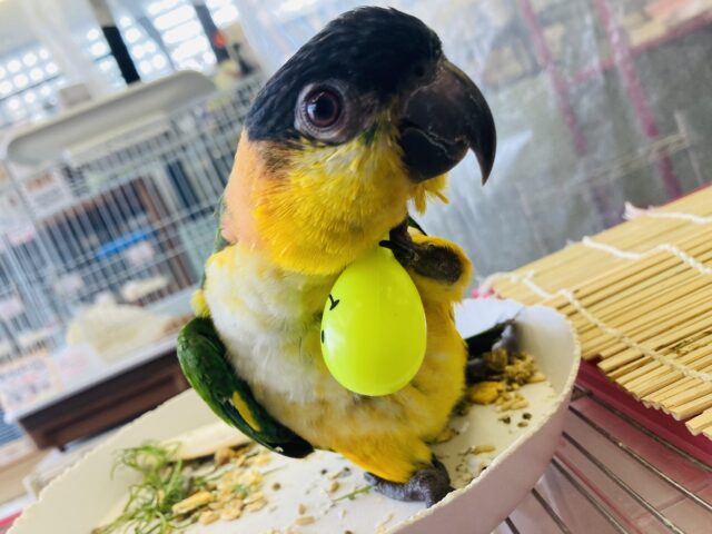 ズグロシロハラインコ