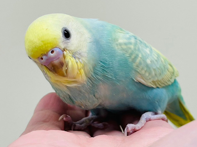 【最新画像更新🪄】食欲旺盛◎くりくりお目目が可愛い♡セキセイインコ（パステルカラーレインボースパングル）