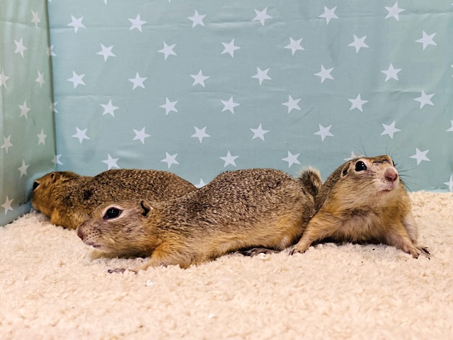 【三銃士になりました🐿】どっちが速いか競争だ！🌿リチャードソンジリス(男の子)