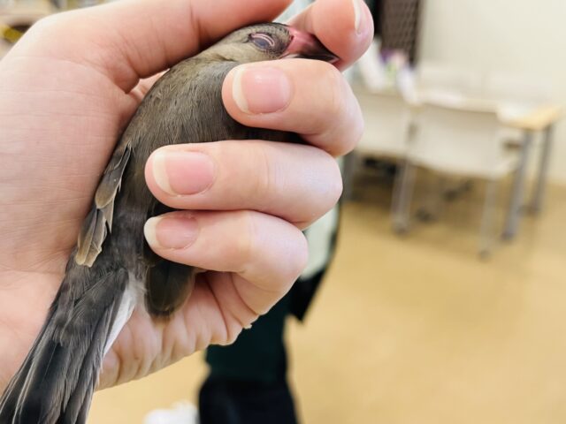 桜文鳥