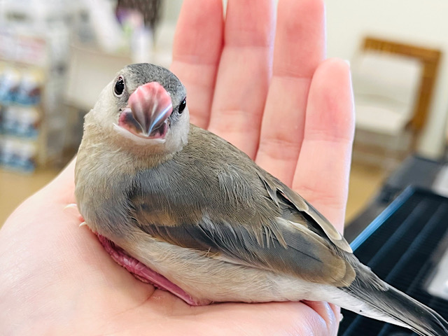 【最新画像更新🪄もうすぐひとり餌‪☆】その目の先に映るものは。。。桜文鳥 ヒナ