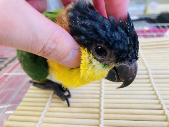 ズグロシロハラインコ