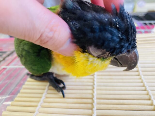 ズグロシロハラインコ