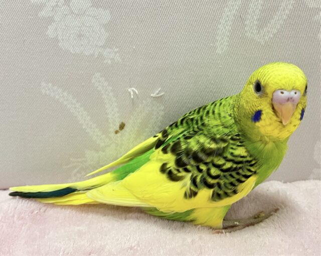 セキセイインコ