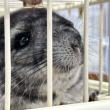 ご飯まだかな💭チンチラ (グレー) 女の子 2024年1月生まれ