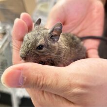 カキカキ大好き🤎デグー(アグーチ)女の子2024年4月生まれ