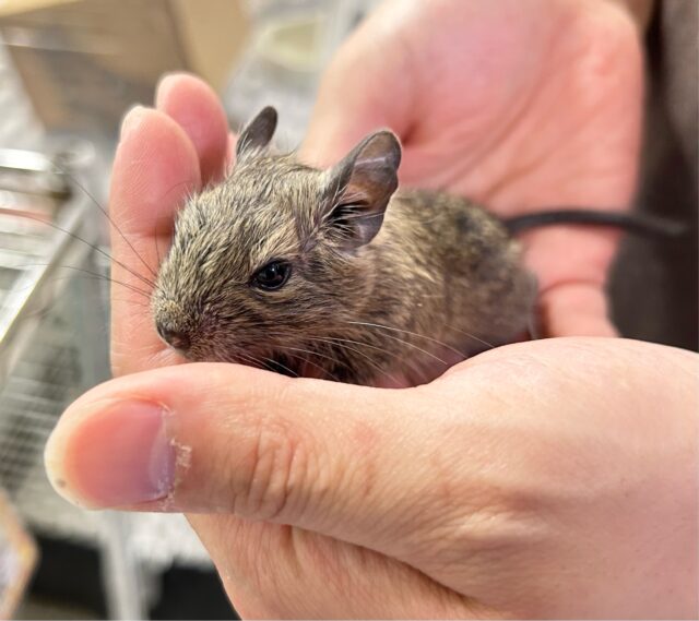 カキカキ大好き🤎デグー(アグーチ)女の子2024年4月生まれ