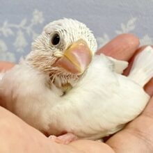 真っ白ボディに一際目立つグレーがチャームポイント🩶🤭 白文鳥(2024年4月生まれ)