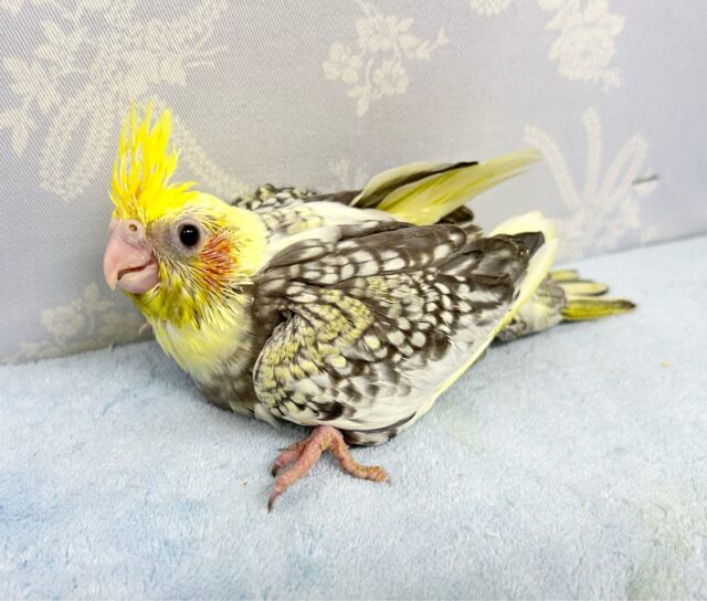 オカメインコ