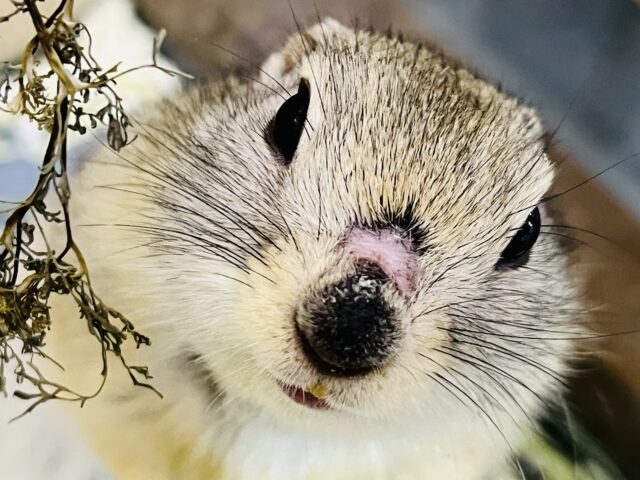 短いお手手が可愛い♡リチャードソンジリスの男の子 リチャードソンジリス