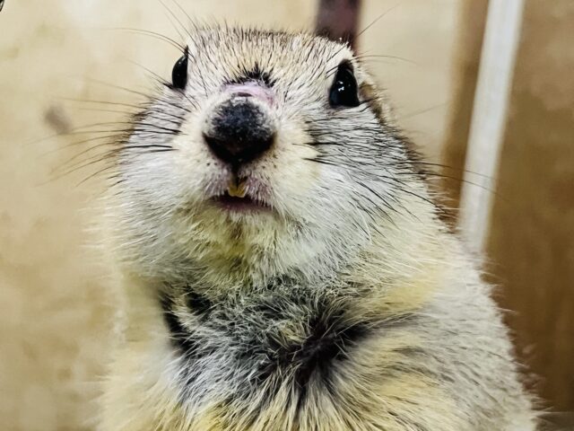 短いお手手が可愛い♡リチャードソンジリスの男の子 短いお手手が可愛い♡リチャードソンジリスの男の子