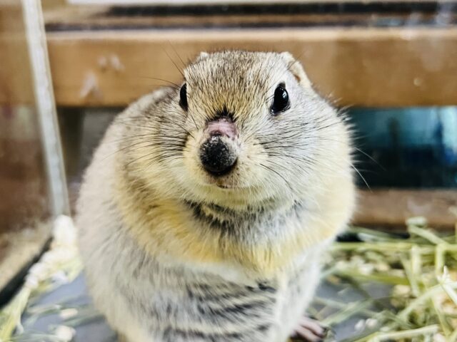 短いお手手が可愛い♡リチャードソンジリスの男の子 リチャードソンジリス