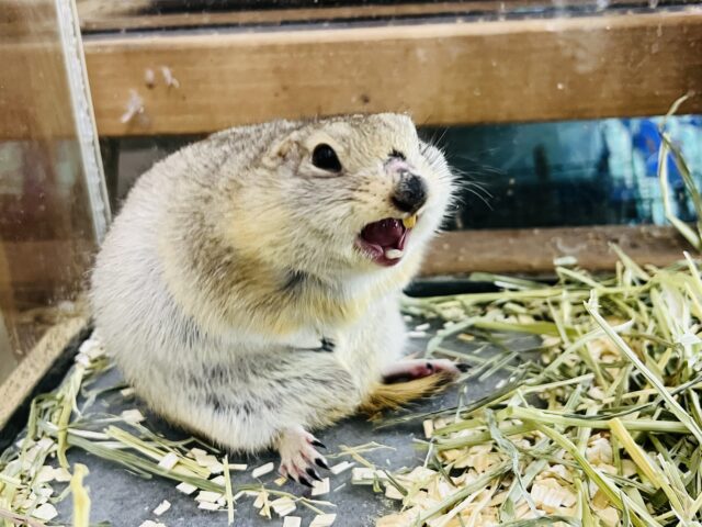 短いお手手が可愛い♡リチャードソンジリスの男の子 リチャードソンジリス