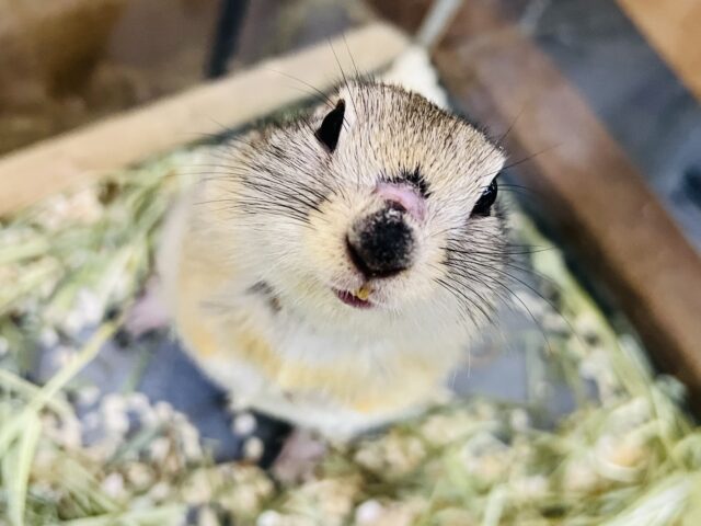 短いお手手が可愛い♡リチャードソンジリスの男の子 リチャードソンジリス