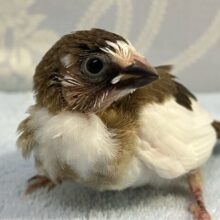 首元のもふもふ白色たまらん🥳‎🤍 十姉妹(2024年4月生まれ)