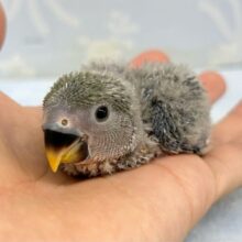 どんな羽色になるかな☺️コザクラインコ (ブルーチェリー) 2024年4月生まれ