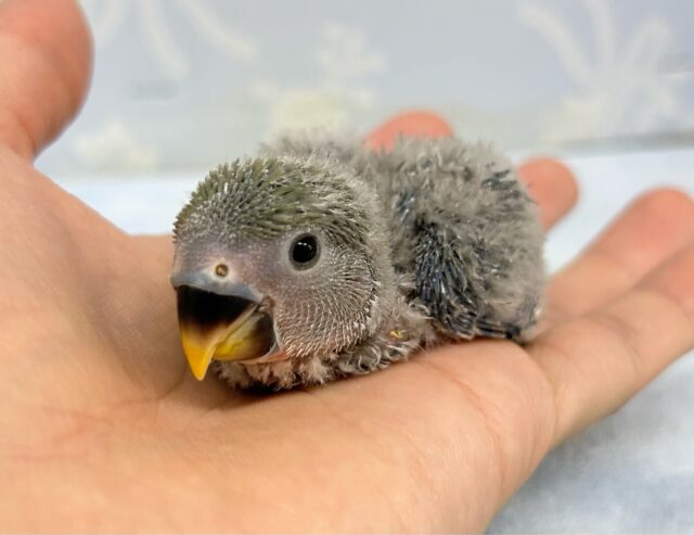 どんな羽色になるかな☺️コザクラインコ (ブルーチェリー) 2024年4月生まれ