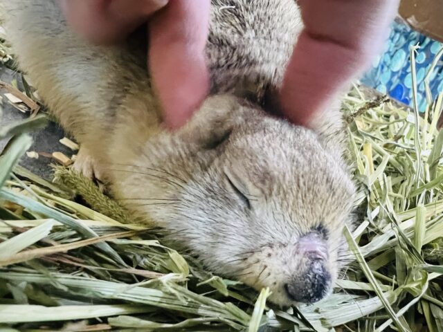 短いお手手が可愛い♡リチャードソンジリスの男の子 リチャードソンジリス