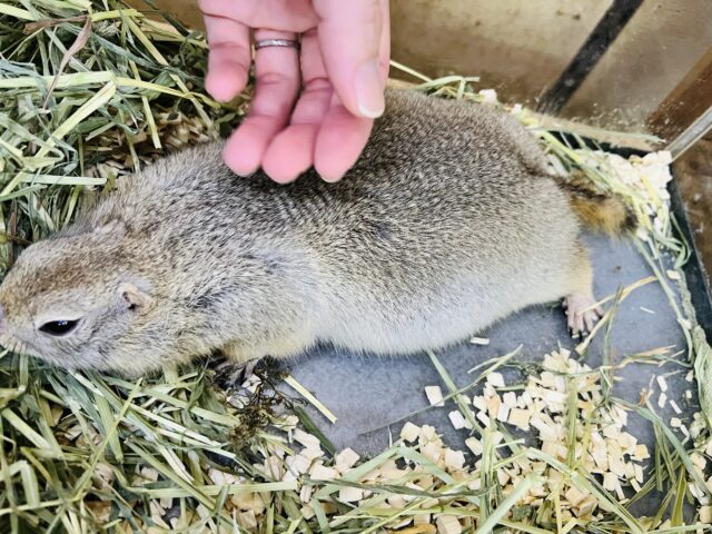 短いお手手が可愛い♡リチャードソンジリスの男の子 リチャードソンジリス