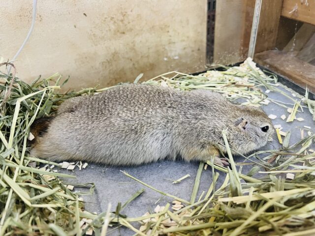 短いお手手が可愛い♡リチャードソンジリスの男の子 リチャードソンジリス