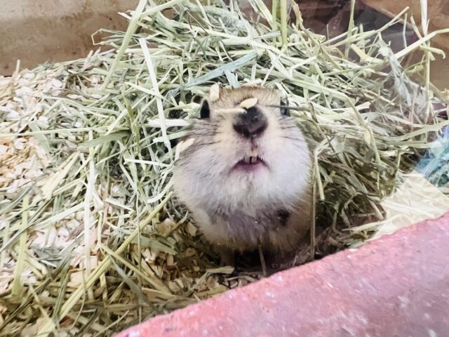 短いお手手が可愛い♡リチャードソンジリスの男の子 リチャードソンジリス