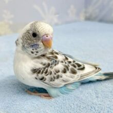 真っ白ボディに爽快感溢れてます❄️🫧セキセイインコ(白色ハルクイン2024年4月生まれ)