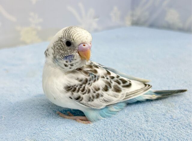 真っ白ボディに爽快感溢れてます❄️  セキセイインコ(白色ハルクイン 