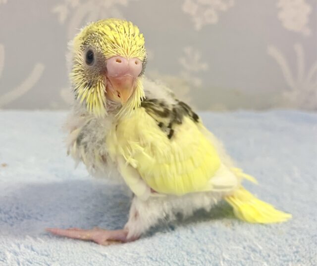 セキセイインコ