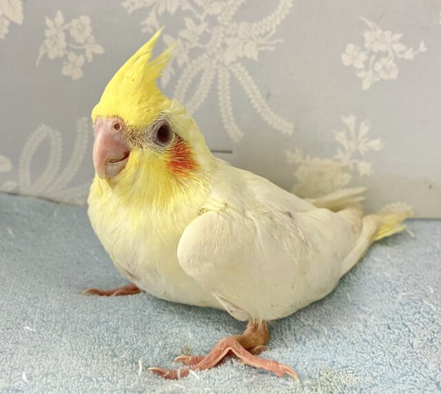 王道キュートな！🤭👑真っ白ボディ‎🤍 オカメインコ(ルチノー2024年4月生まれ)