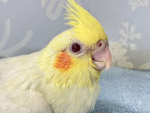 オカメインコ