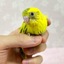 明るいお色✨セキセイインコ(イエローハルク)2024年4月生まれ